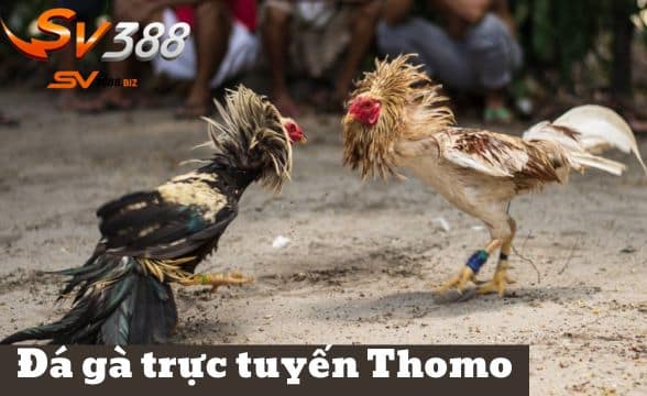 mạng đá gà SV388 Vegas79